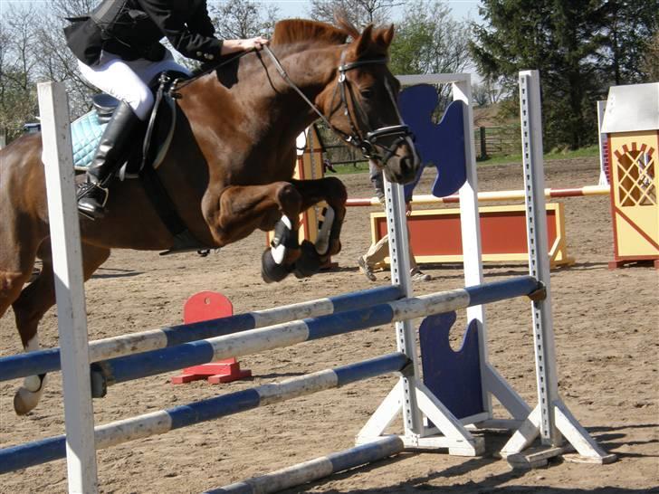 New Forest Stormonts LatinoSOLGT:' ( - La. Fejlfri 2 plads billede 19