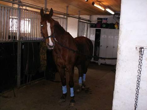 Anden særlig race Sheik (Solgt) - se hvor fin jeg er :D billede 6