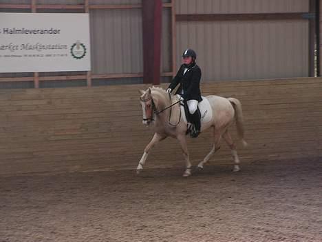 Palomino Nuggi Stauslykke Solgt  billede 16