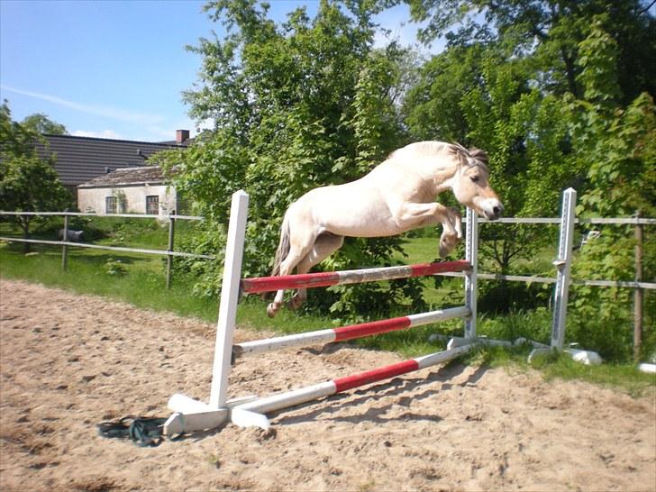 Fjordhest Sonnie -  4. juni 2010. Et bevis på hvor meget han elsker at springe! Som i kan se har han ikke noget udstyr på, og han kan sagtens løbe uden om springet hvis han vil. Så han springer af 100% fri vilje (: billede 8
