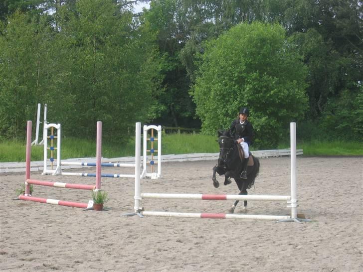 Hollandsk Sportspony Sergent Pepper*gl. passer - Pepper er så dejlig :) billede 1