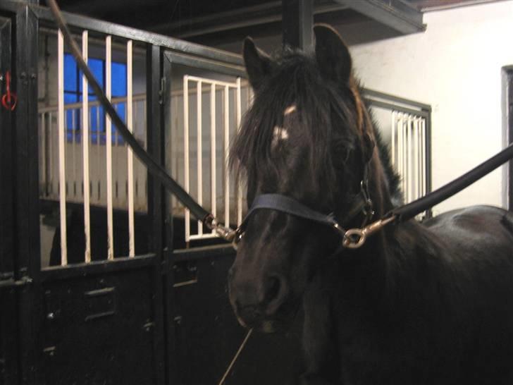 Hollandsk Sportspony Sergent Pepper*gl. passer - Pepper kigger på kameraet. billede 2