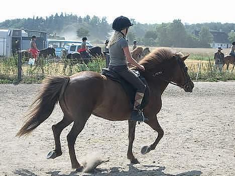 Islænder Friða fra Hellum  billede 7