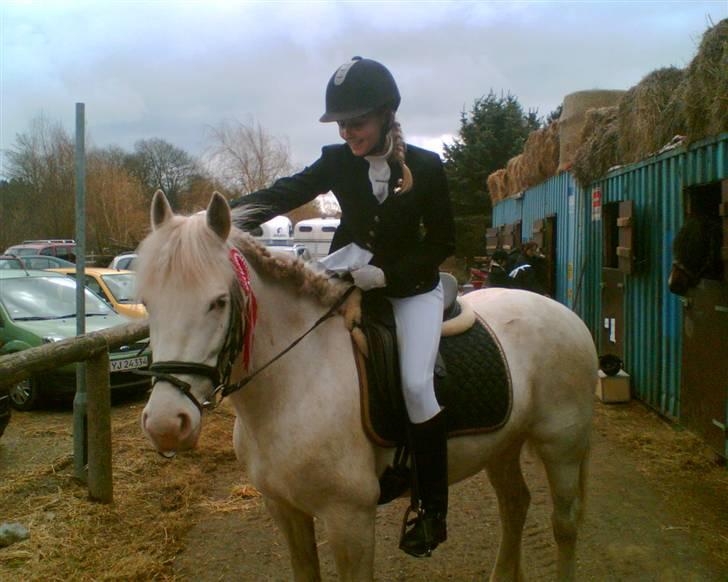 Welsh Cob (sec D) Funny - Vandt :b billede 9