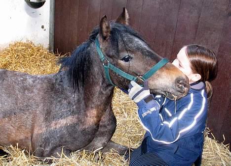 Amerikansk Pony Springer Smokey SOLGT !! - mig og smokey billede 13