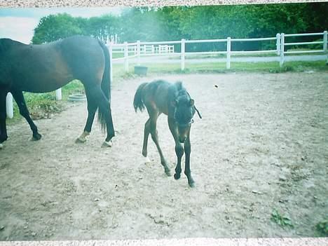 Traver Nickodemus Spirit - Her er jeg få dage gammel billede 11