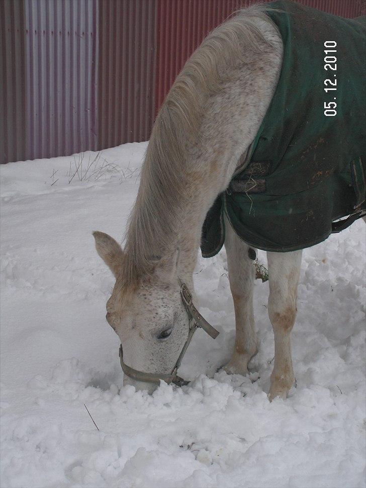 Anden særlig race Mon Cherie - 5/12 10. Sne :D billede 9