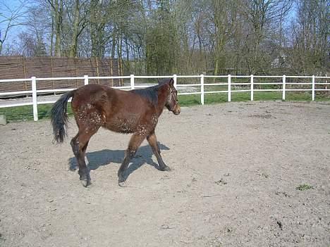 Traver Olympia Spirit - Her tager jeg en løber væk fra Diana desværre hunne hun ikke få os rene billede 15