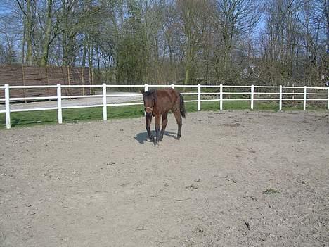 Traver Olympia Spirit - Her går jeg mod Diana vil æde hendes kammera det ser så lækkert ud MMM billede 16