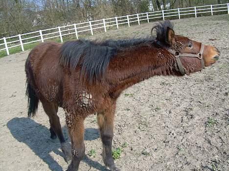 Traver Olympia Spirit - Ved ikke lige hvad hun undersøger her på dette foto billede 17