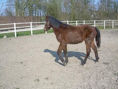 Traver Olympia Spirit - Hun fik vist lige øje på børnene i nabohaven ellers var det min datter der kaldte på hende billede 18