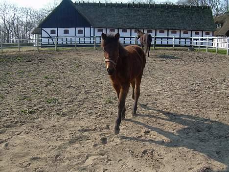 Traver Olympia Spirit - Mig igen og mor i bagrunden er jo ikke fravendt pga pladsmangel så jeg dier endnu billede 19