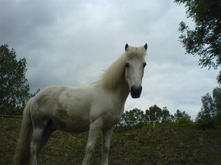 Anden særlig race Rasmus - R.I.P d. 16/8 07 - stolthed, det ejede du. fri vilje behærskede du. men du lod os to være som et. billede 10