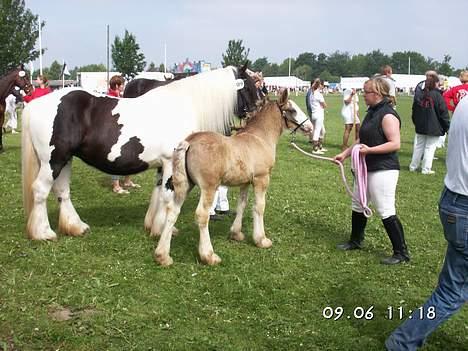 Tinker Chanti - Her er Chanti til bedømmelse på Odense dyrskue 2006. Hun blev nummer 3 ud af 10 føl i konkurrencen om bedste føl på tværs af racer. Vi er meget stolte.  billede 5