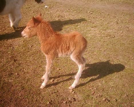 Dartmoor Lullu af Nydam *Solgt* - 01-04-2007 Lullus hoppeføl billede 12