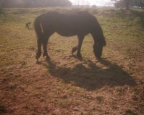 Dartmoor Lullu af Nydam *Solgt* - 01-04-2007 billede 13