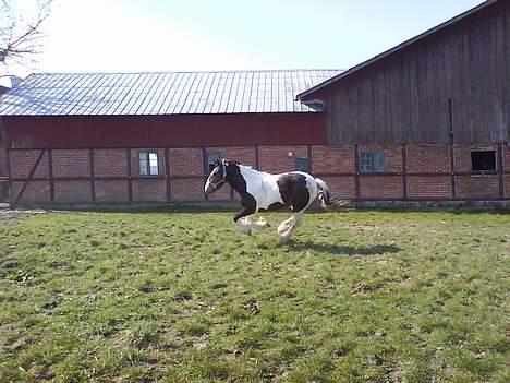 Irish Cob *O`MALLEY*  † R.I.P. † - yahaa!!! nu er dt forår billede 18