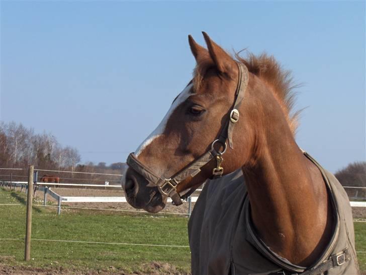 DSP format R.I.P - når smukke bananXD billede 8