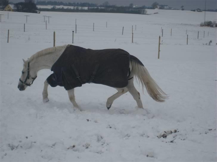 Anden særlig race Thestrupgaardens Kashmir Rex - kashmir som 20,5 årig:O i sneen:) billede 16