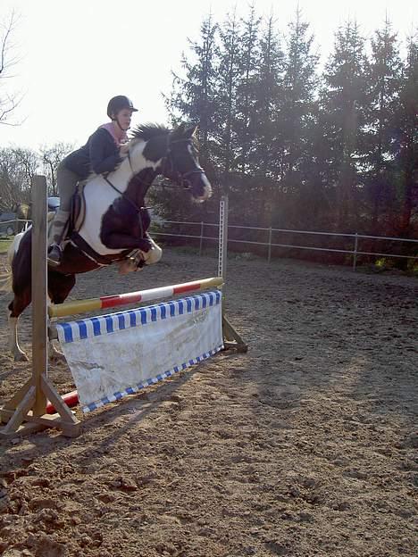 Anden særlig race sissi.dk Tento(solgt) - 10) Maria Bro springer Tento billede 10