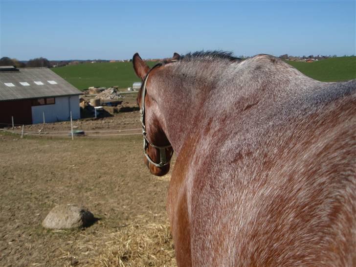 Anden særlig race Baltic Robin - Robin d. 9 april 09 billede 7