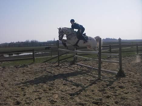 Knabstrupper H. Bastian *solgt* - Hjemme billede 18