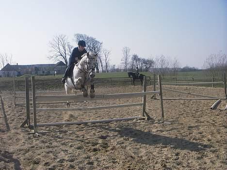 Knabstrupper H. Bastian *solgt* - Hjemme billede 19