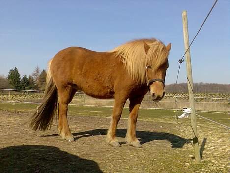 Islænder Silja fra Godthåb[SOLGT] - billed 10 er jeg ikke sød`? billede 10