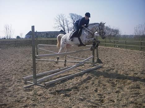 Knabstrupper H. Bastian *solgt* - Hjemme billede 20