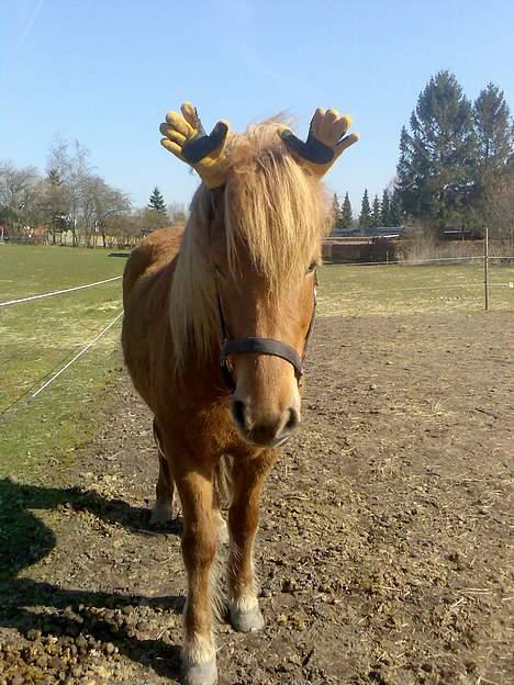 Islænder Silja fra Godthåb[SOLGT] - billed 11 mit lille rensdyr billede 11