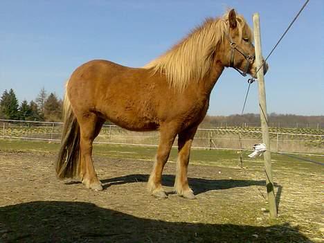 Islænder Silja fra Godthåb[SOLGT] - billed 12 sød eller sød billede 12