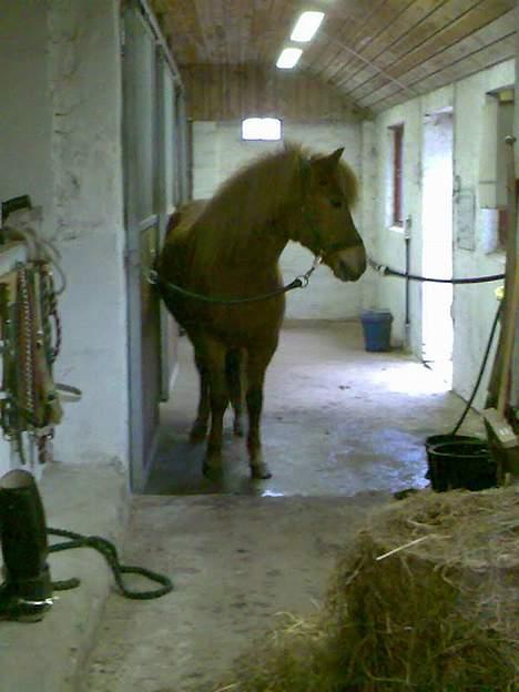 Islænder Silja fra Godthåb[SOLGT] - billed 13 hvad kigger du på silja? billede 13