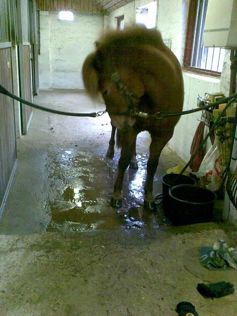 Islænder Silja fra Godthåb[SOLGT] - billed 14 hvad er der Silja? billede 14