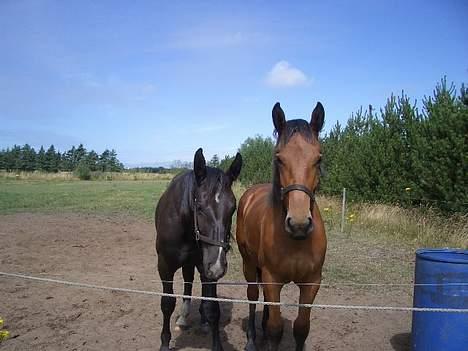 Oldenborg Rockie Pindborg - Rockerens smukke lysebrune datter - her ca 1½ år gammel (th) - moderen er en DH hoppe billede 9