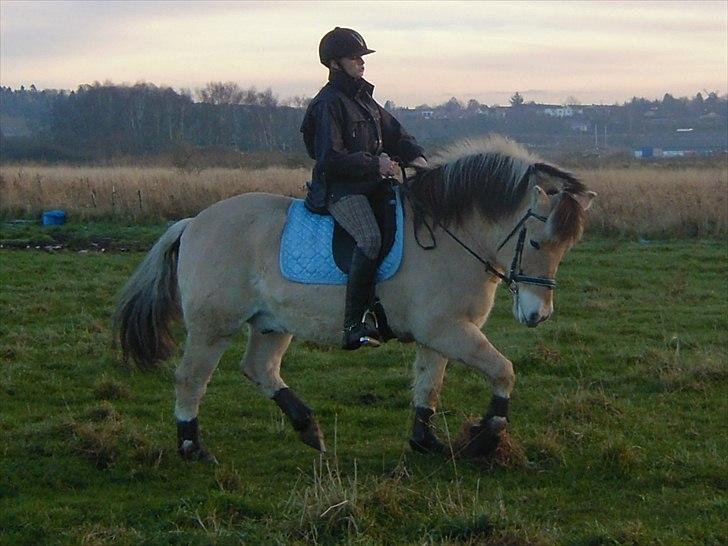 Anden særlig race Buller R.I.P - NYT: buller og jeg rider dressur billede 3