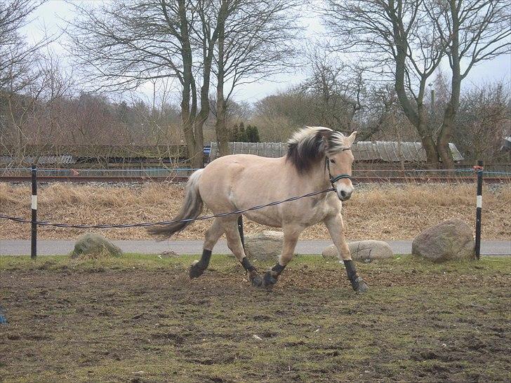 Anden særlig race Buller R.I.P - ´NYT.  billede 4