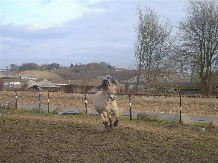 Anden særlig race Buller R.I.P - buller og jeg dressur: 2010 billede 6