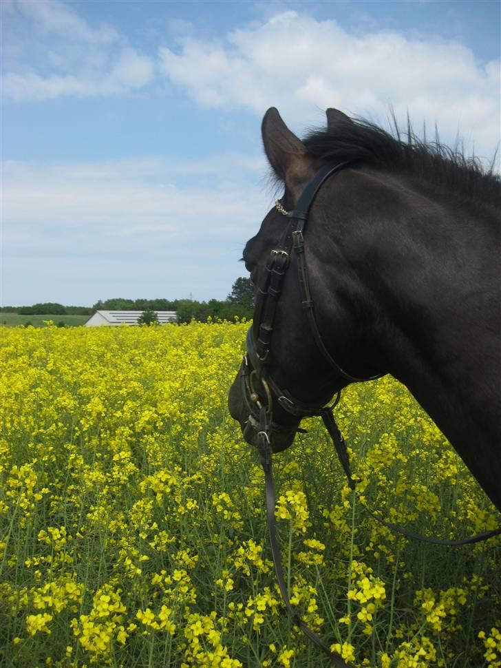 Anden særlig race Trinity C  - rapsmark 2009 24/05.. Velkommen til mit dampbarns profil :D billede 1