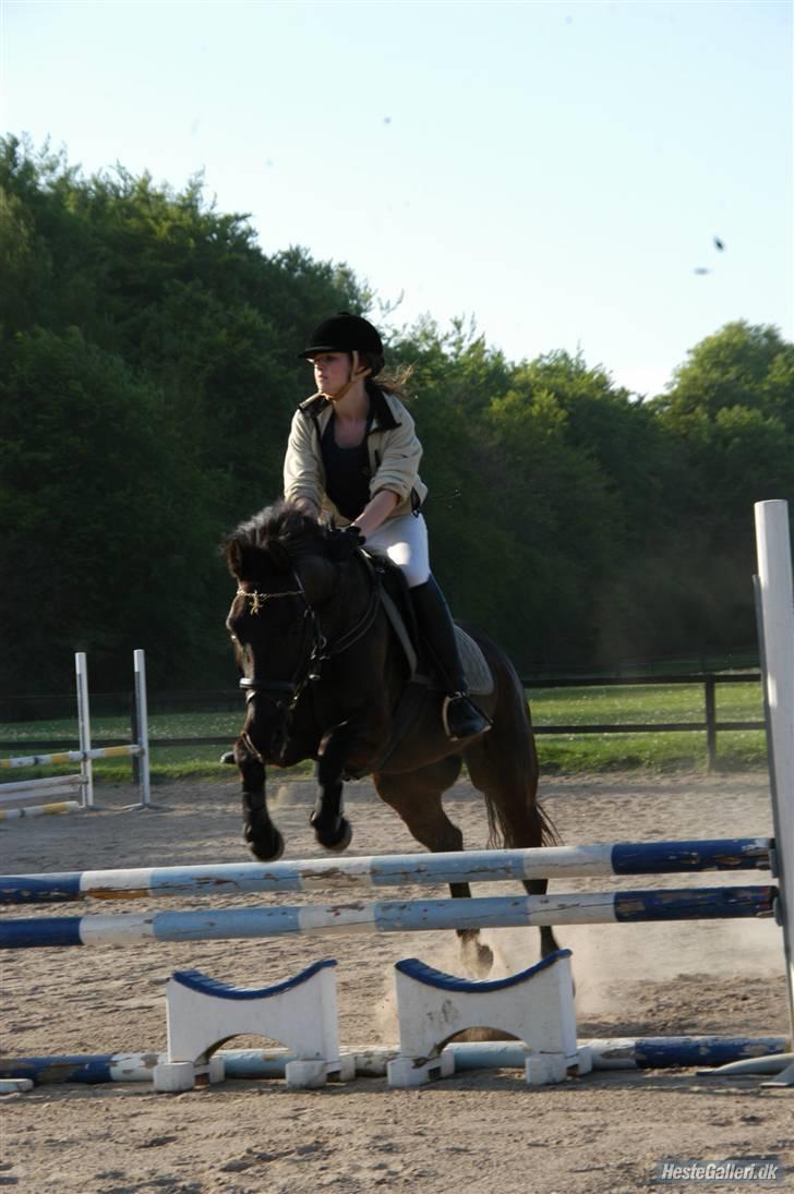 Anden særlig race Trinity C  - Stævne på NSR 2008 billede 2