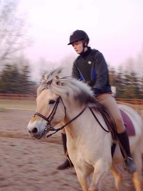 Fjordhest Claus (Part) - I fuld galop ( ved godt mine fødder sidder for langt inde) Foto min mor billede 16