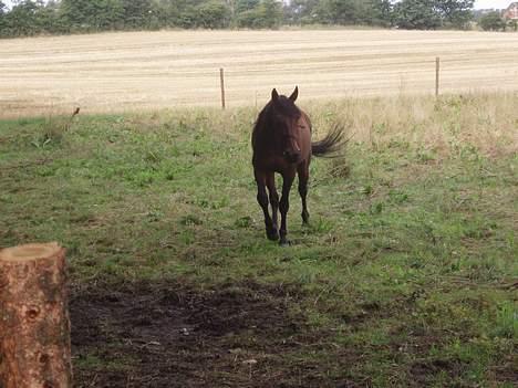 Traver Jarcevo billede 1