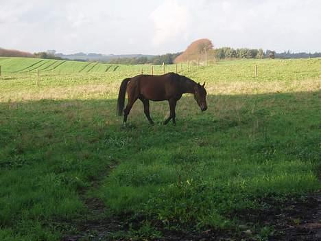 Traver Jarcevo billede 2