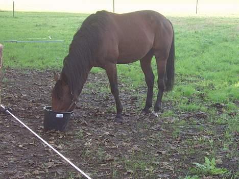 Traver Jarcevo billede 3