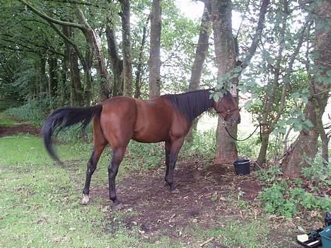 Traver Jarcevo billede 4