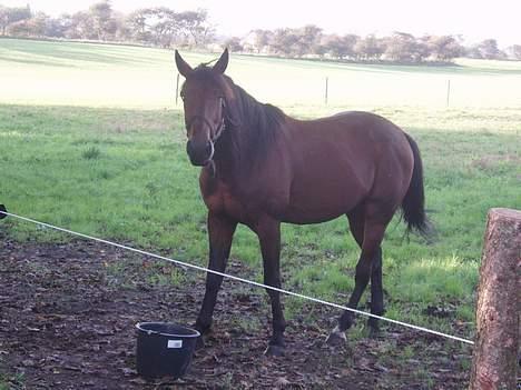 Traver Jarcevo billede 5