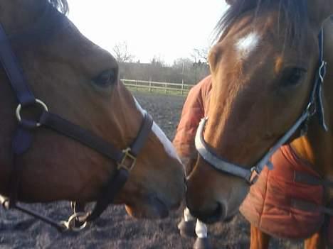 Dansk Varmblod Excalibur Fight(Calle)død - Calle og hans "legekammerat"  firle ;) billede 4