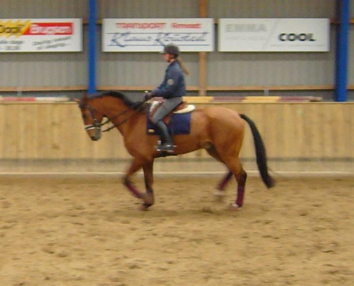 Dansk Varmblod Excalibur Fight(Calle)død - Calle <3 Du kan bare gå så fint skat <3 billede 5