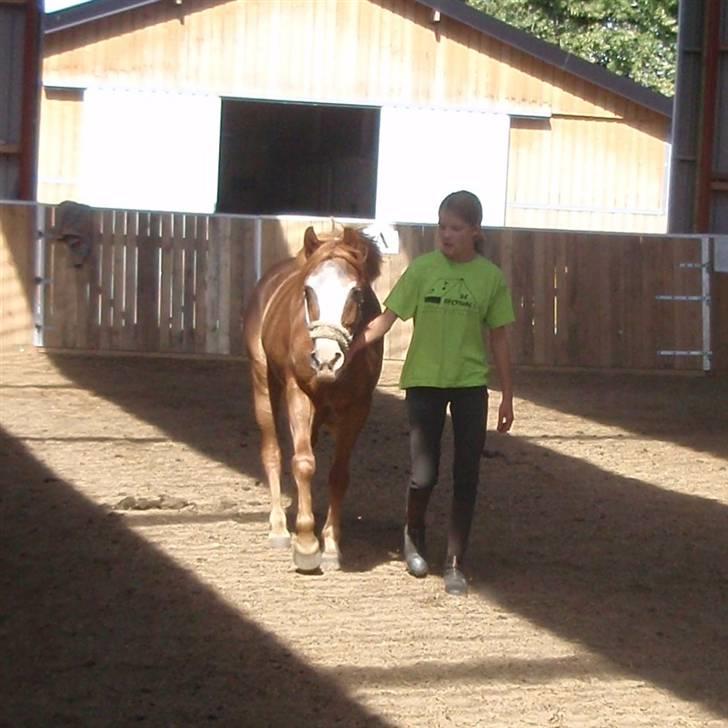 Anden særlig race Donna ¤solgt&savnet¤ - Savner den dejligste pony! <3 billede 19