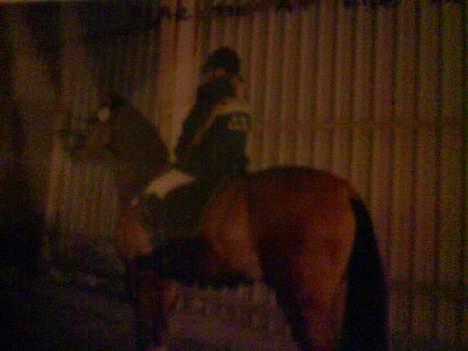 Dansk Varmblod Excalibur Fight(Calle)død - Vi venter på at det bliver vores tur. :) - springstævne i Vejle  billede 8