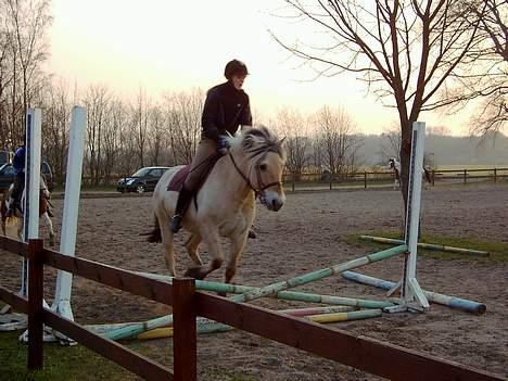 Fjordhest Claus (Part) - Opvarmning så derfor ikk så højt [Taget af min mor] billede 17